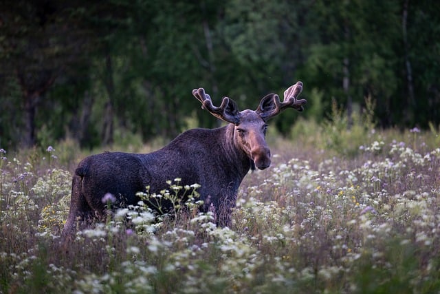 moose, elk, bull, animal, antlers, male moose, mammal, wildlife, fauna, wilderness, nature, norway