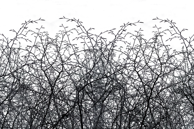 Free twigs branch nature illustration