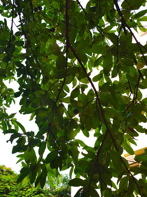 Free Amrud Guava photo and picture