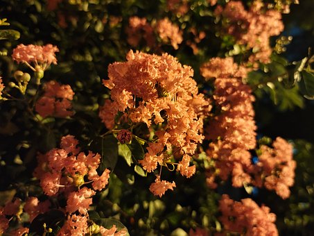 Free Flower Night photo and picture