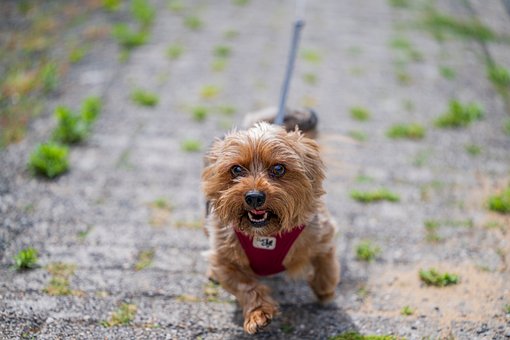 Cachorro, Yorkie, Animais Domésticos
