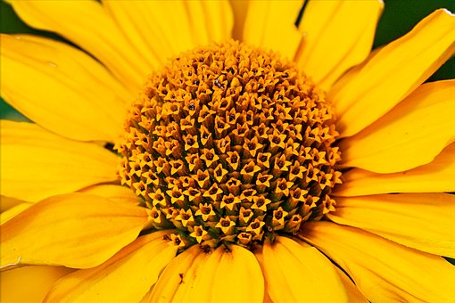 Natureza, Papel De Parede De Flores