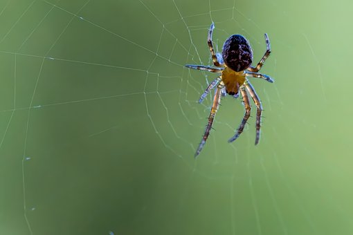 Aranha, Teia De Aranha, Natureza, Inseto