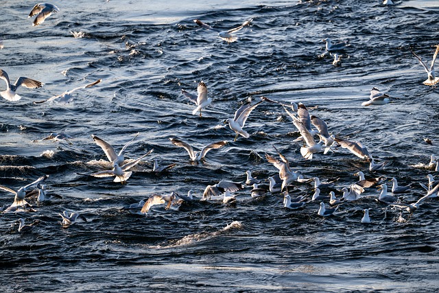 Free Gull Seagull photo and picture