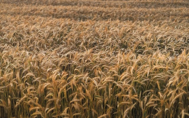 Free Cereal Rye photo and picture