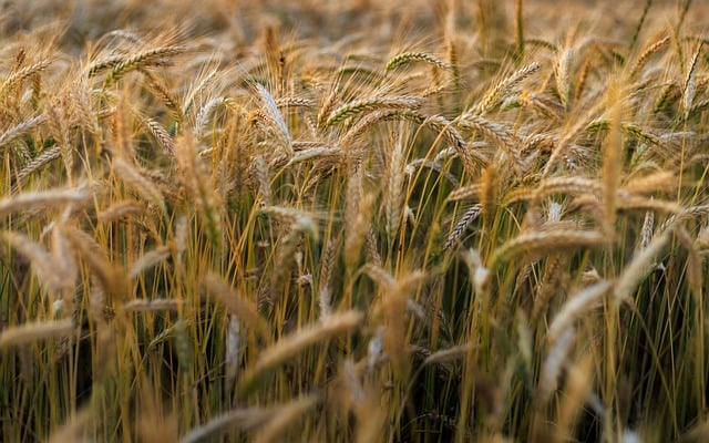 Free Cereal Rye photo and picture