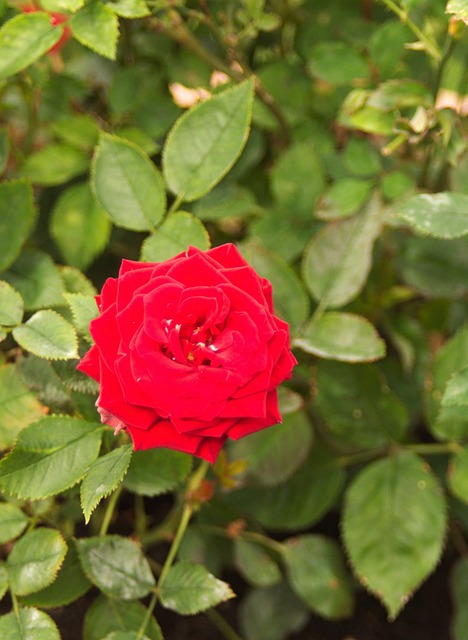 Free Rose Flower photo and picture