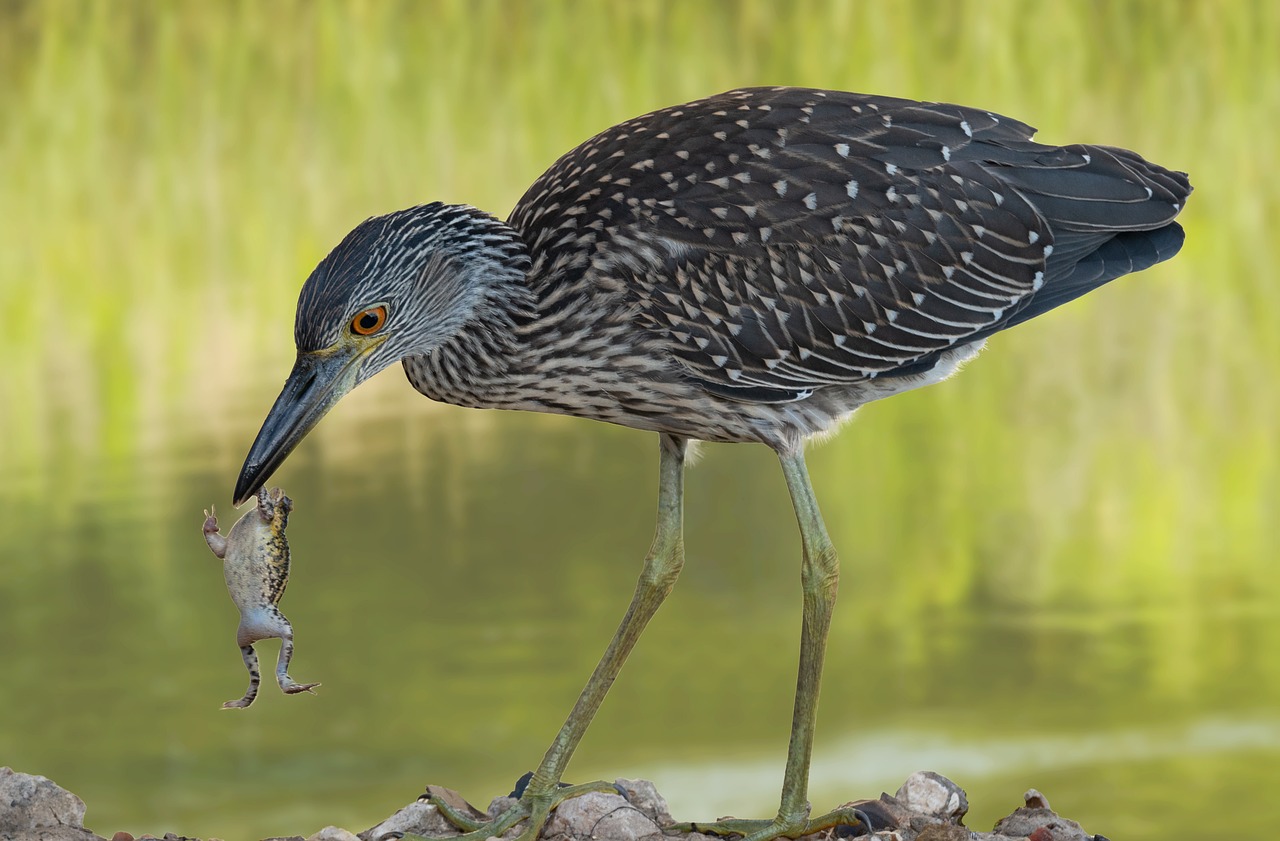 Yellow-Crowned Night-Heron - free online jigsaw puzzle photo