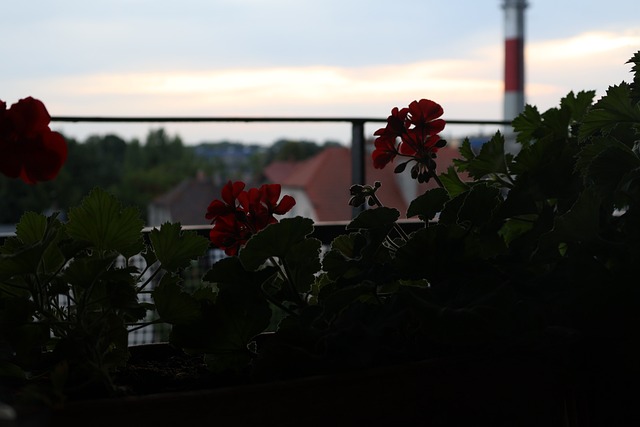 Flores, Crepúsculo, Balcón, Casa