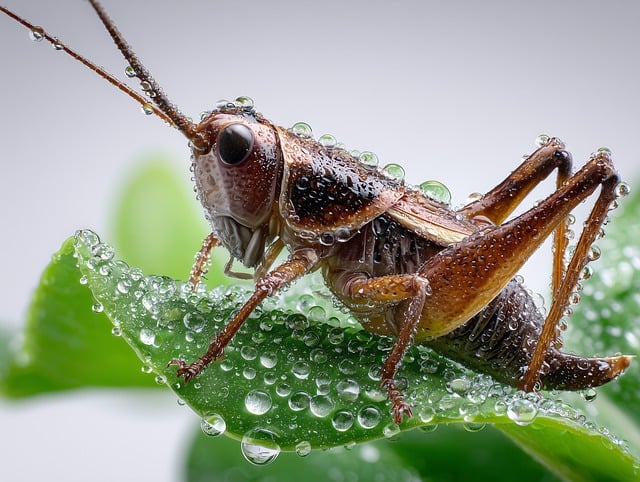 Free ai generated cricket nature illustration