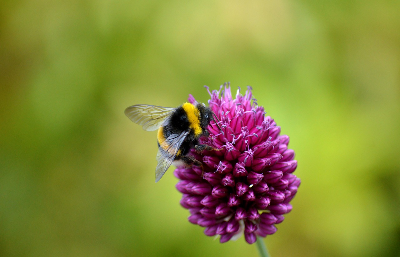 GlobeHeaded Leek Flower Free photo on Pixabay