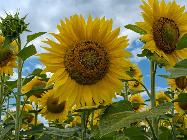Zonnebloem, Bloem, Plant, Bloeide, Zomer