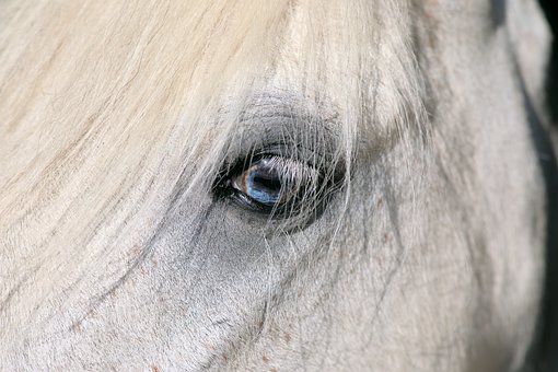 Free Eye Horse photo and picture