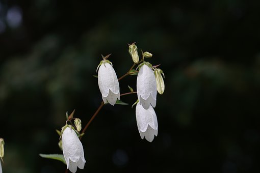 Gattung Campanula, Glockenblume
