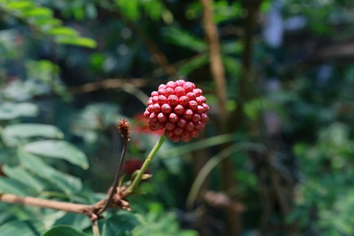 Rote Puderquaste Rote Puderquaste
