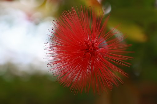 Rote Puderquaste Rote Puderquaste