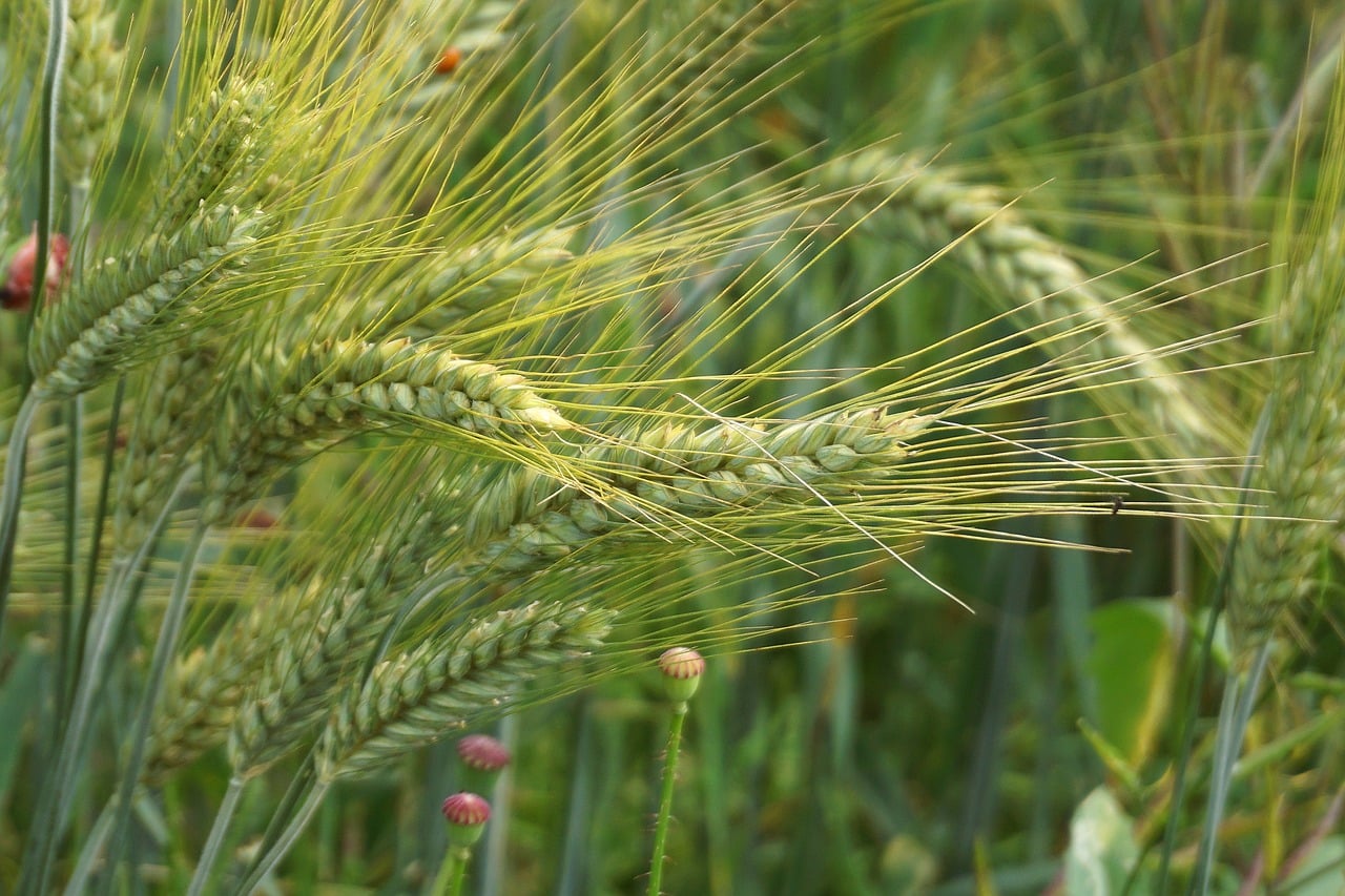 Green farm field