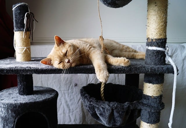 Free Cat Pet photo and picture