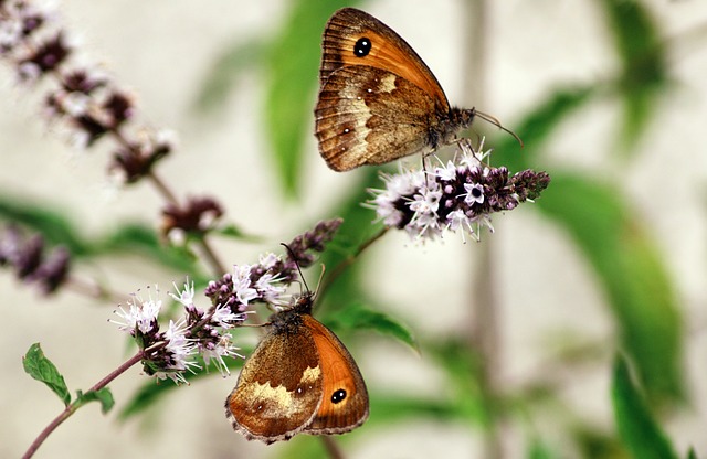 Free Butterflies Lepidoptera photo and picture