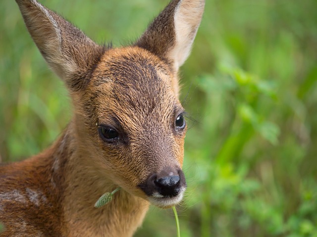 Doe, Jong, Wild, Beest, Zoogdier, Weide