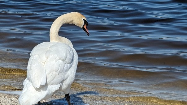 Cisne, Agua, Lago, Arena, Sombra, Ondas