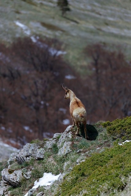 Free Chamois Nature photo and picture