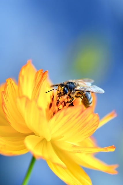 Free Bee Insect photo and picture