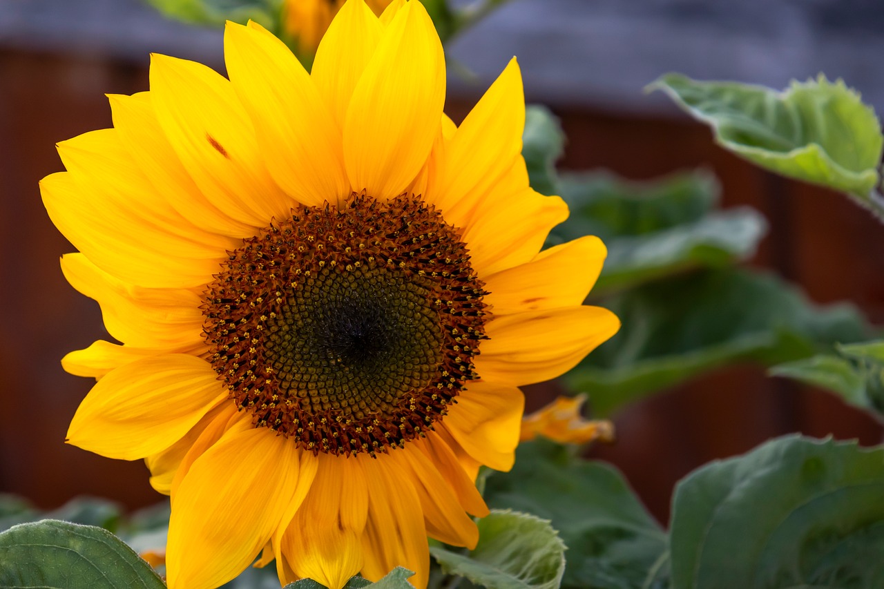 Sunflower Flower Yellow - Free photo on Pixabay