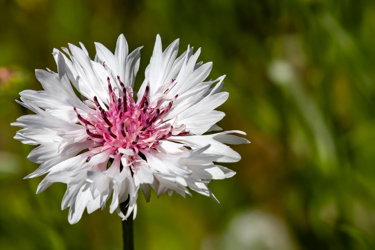 2,000+ Free Bachelor'S Button & Button Photos - Pixabay