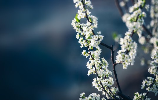 Free Spring Close Up photo and picture