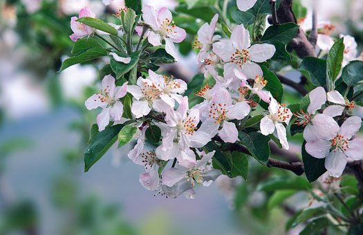 Free Spring Close Up photo and picture