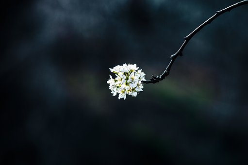Free Spring Close Up photo and picture
