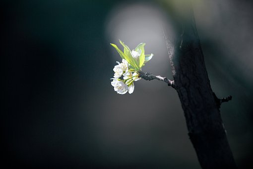 Free Spring Close Up illustration and picture