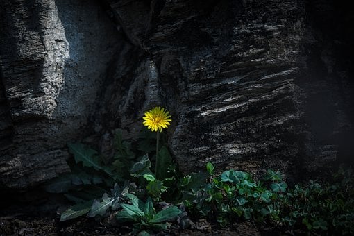 Free Spring Close Up photo and picture