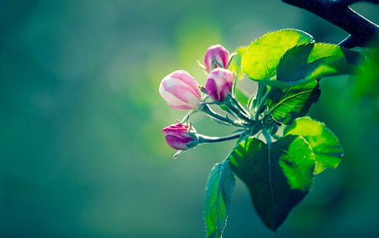 Free Spring Close Up illustration and picture