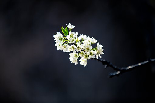 Free Spring Close Up illustration and picture