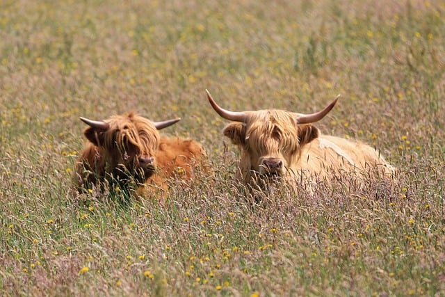 Beef jigsaw puzzle