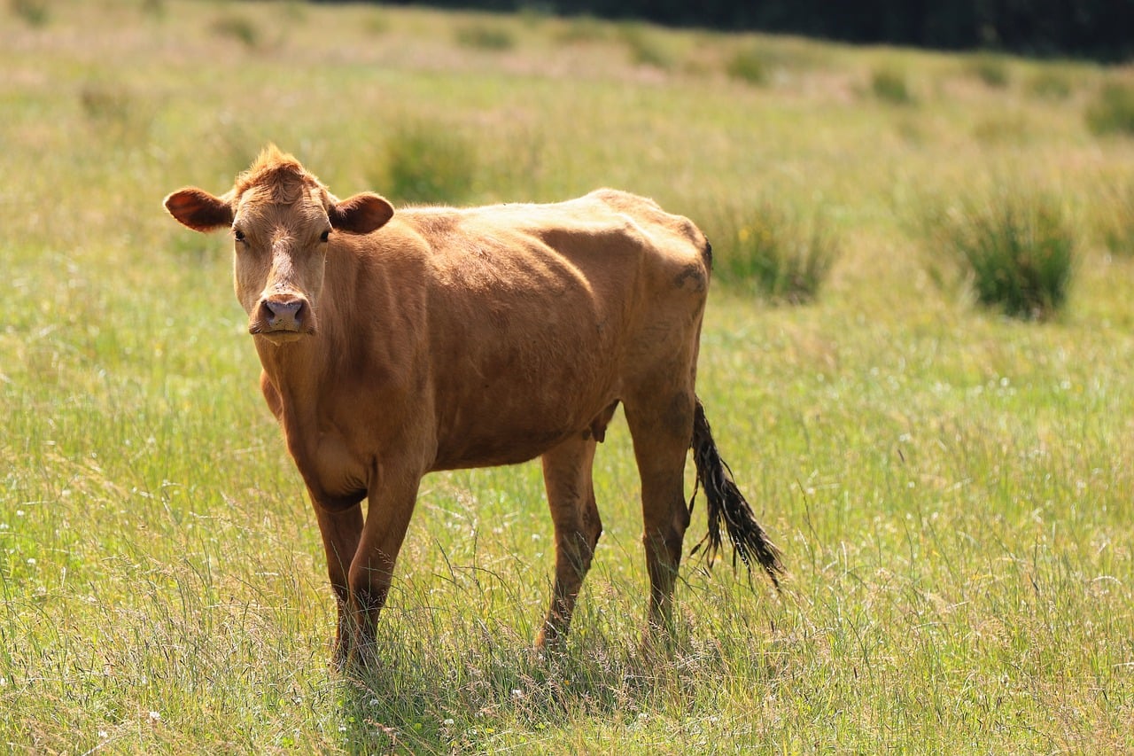 Bovine - free online jigsaw puzzle photo