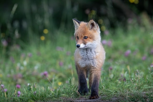 10,000+ Free Fox Studio & Fox Images - Pixabay