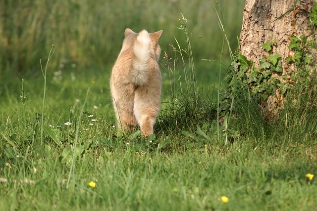 Free Cat Animal photo and picture