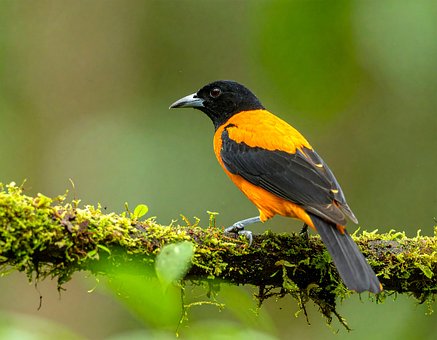 Free Bird Nature illustration and picture