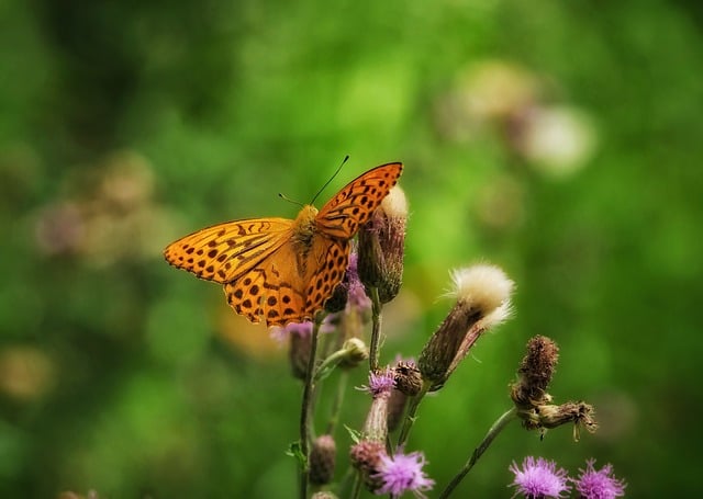 Schmetterling, Insekt, Natur, Pflanze
