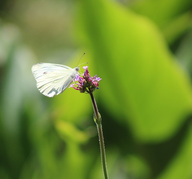 White Beautiful Insect Butterfly White Insect - Free photo on Pixabay