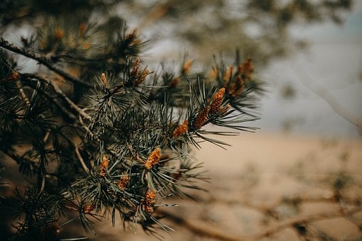 Natur, Ferie, Sommer, Strand, Landskab