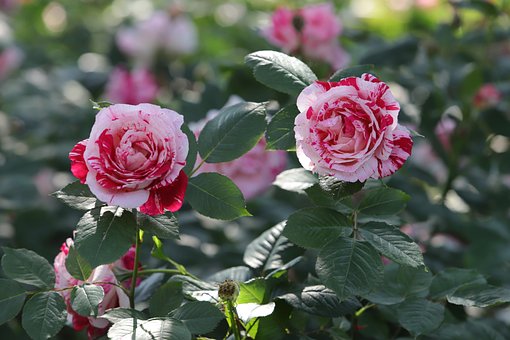 Rose, Smukke Blomster, Blomst