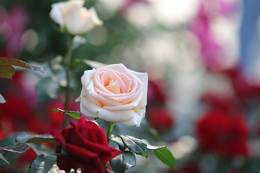 Rose, Smukke Blomster, Blomst
