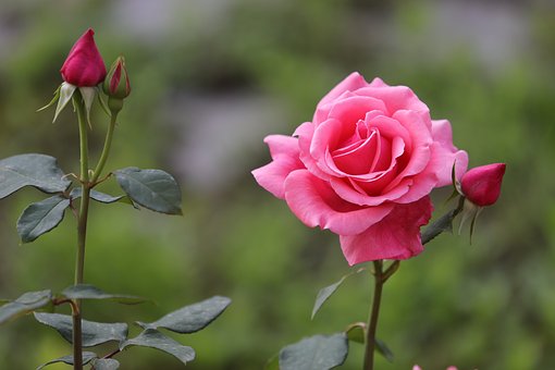 Rose, Smukke Blomster, Blomst