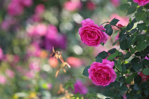 Rose, Smukke Blomster, Blomst