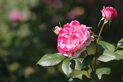 Rose, Smukke Blomster, Blomst