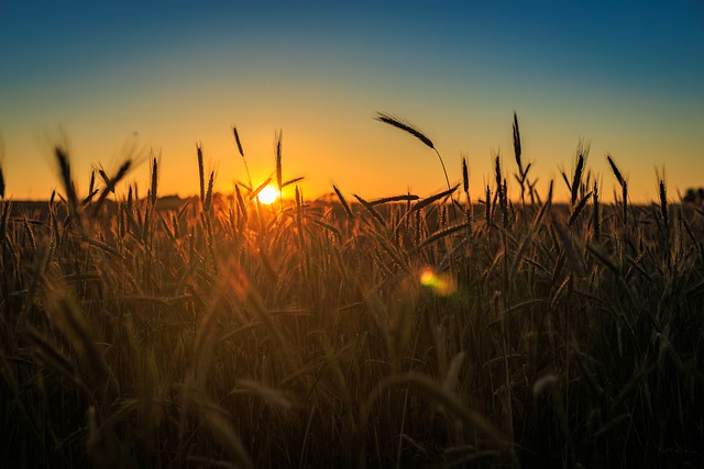Free Sunset Cereal photo and picture
